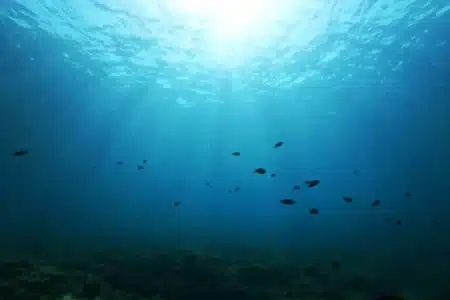 À 1300 m sous le Pacifique, un robot révèle une découverte qui sidère les scientifiques