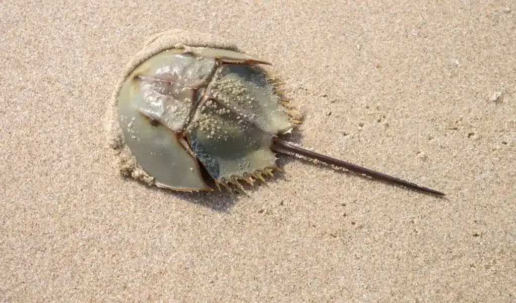 L’animal qui pourrait sauver l’humanité disparaît sous nos yeux… et son sang vaut une fortune