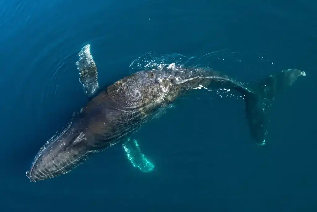Vivre jusqu’à 200 ans ? Cette étude choc mise sur l’ADN de baleine pour y parvenir
