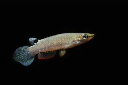 Disparue depuis 20 ans, une créature resurgit en Bolivie et bouleverse les scientifiques