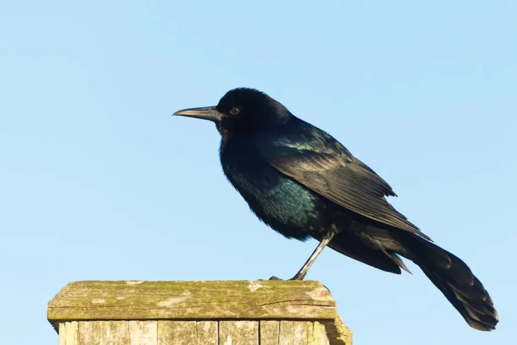 Votre voiture attire les fientes d’oiseaux ? Ce n’est pas un hasard — et l’explication surprend