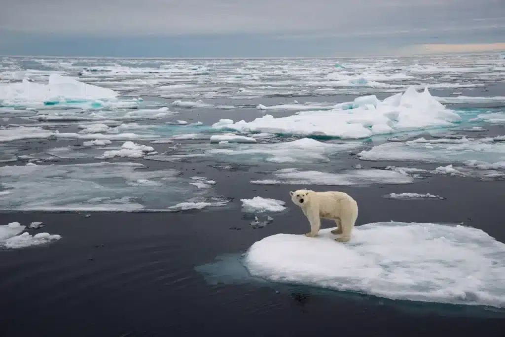 Ce que les scientifiques viennent de découvrir dans l’ADN des ours polaires change tout pour leur survie