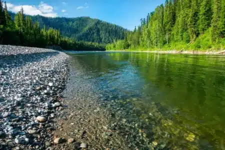 Un mystère vieux d’un siècle brisé : le retour inattendu d’un saumon royal bouleverse la Californie