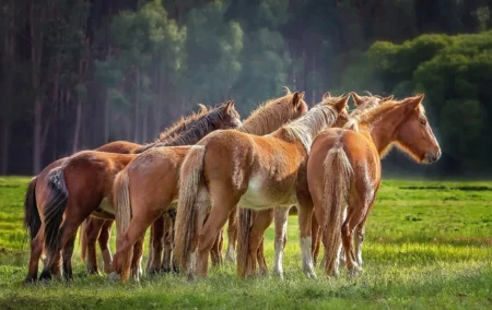 Chevaux abattus par milliers : ce parc australien renaît au prix d’une décision brutale