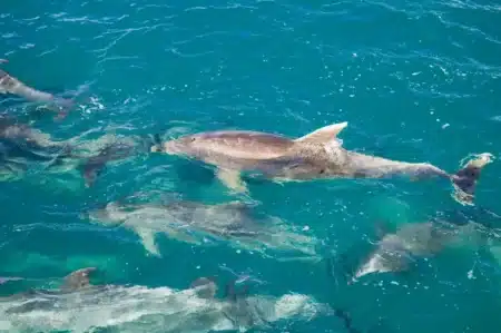 Le rapport qui dérange : pourquoi les dauphins meurent toujours malgré la fermeture de la pêche