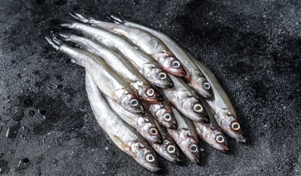 Couv News 2026 01 06t085045.346