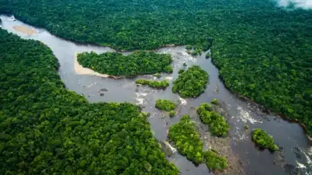 Choc climatique : les forêts africaines ne sauvent plus le climat