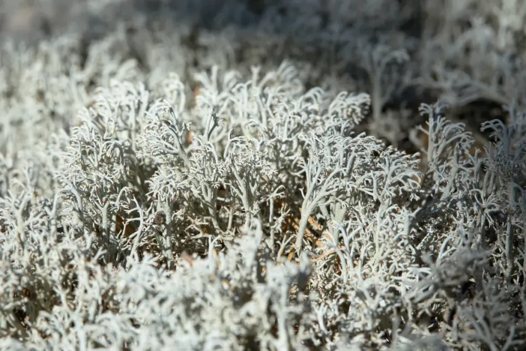 L’hiver n’est pas un bug de la nature : sans ce froid brutal, l’équilibre s’effondrerait