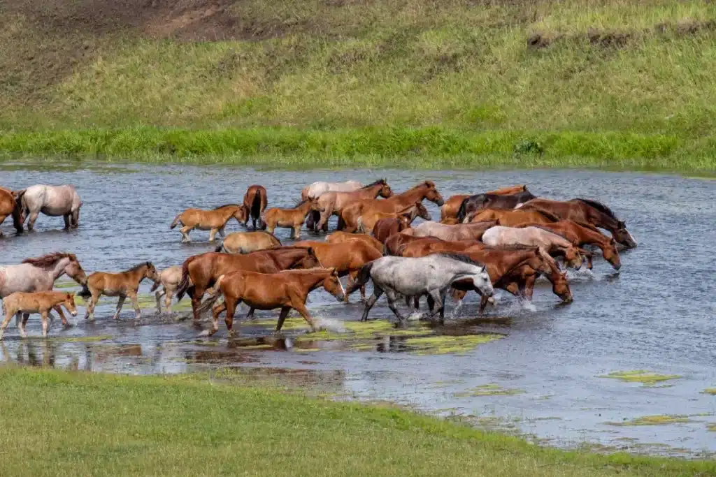 Après le départ des chevaux sauvages, Kosciuszko montre des signes de renaissance inattendus