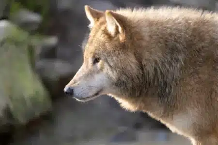 Un loup défie toutes les règles au Canada : sa technique de chasse laisse les chercheurs perplexes