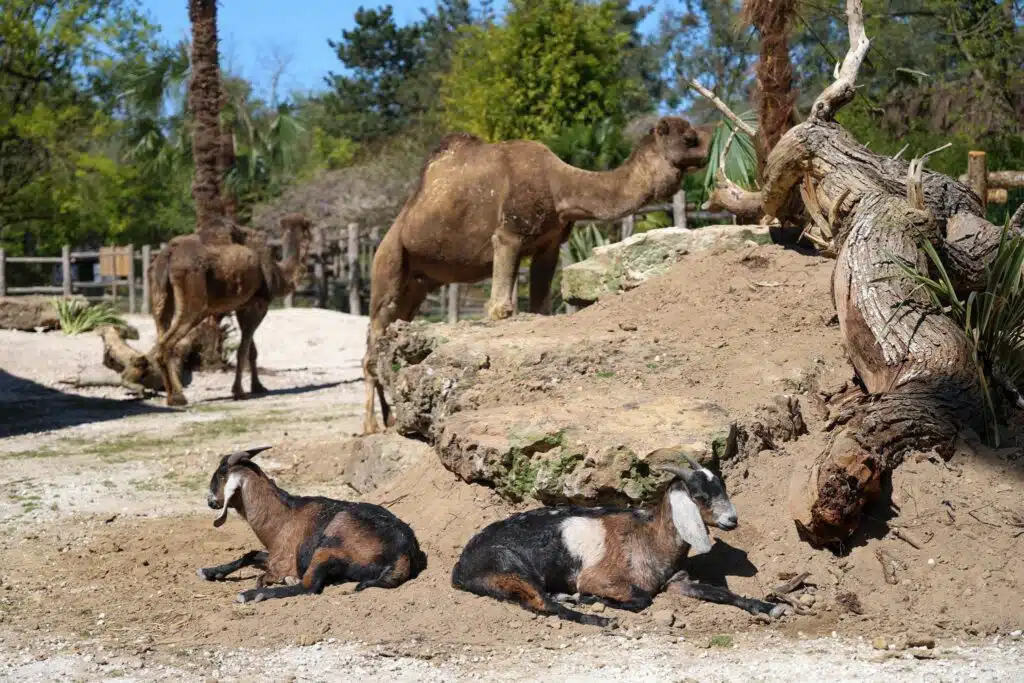 Le Zoo de La Flèche devient le 22ᵉ site labellisé « Divertissement Durable »