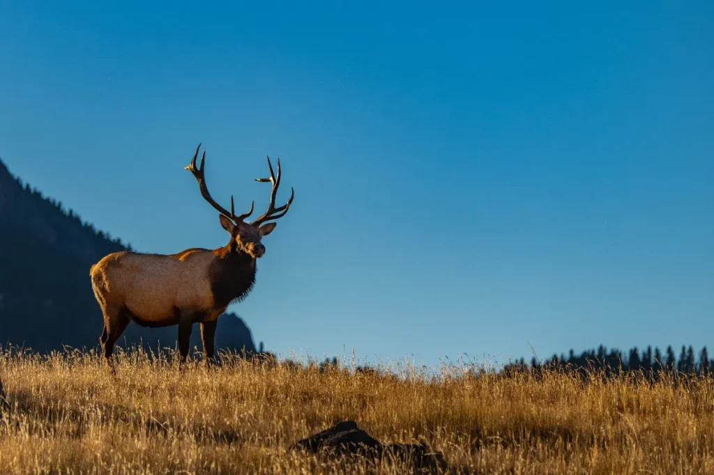 Ils vont tous disparaître : 2 000 cerfs condamnés sur cette île paradisiaque
