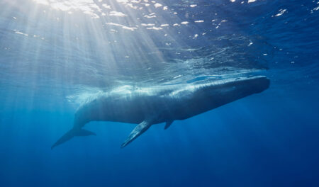 Couv News 2026 02 17t070526.093