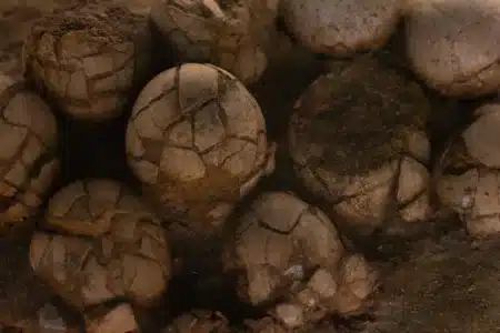 En Espagne, des œufs de dinosaures parfaitement conservés refont surface après 72 millions d’années