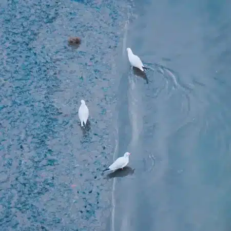 Froid glacial, grippe aviaire : ce geste envers les oiseaux peut tout aggraver