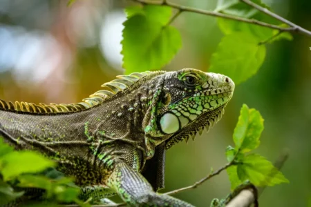Froid historique en Floride : des iguanes gelés chutent soudainement des arbres
