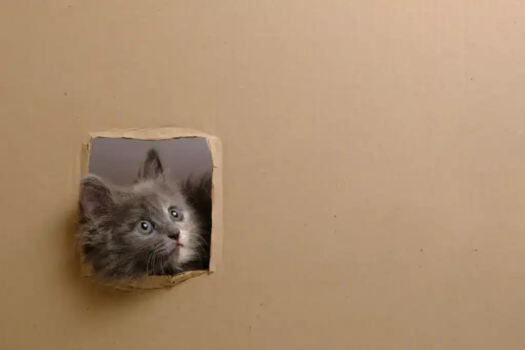 Un phénomène impossible défie la physique : un objet géant vu en double