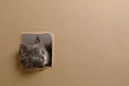 Un phénomène impossible défie la physique : un objet géant vu en double