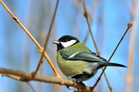 Le résultat surprend les experts : voici l’oiseau le plus observé dans nos jardins