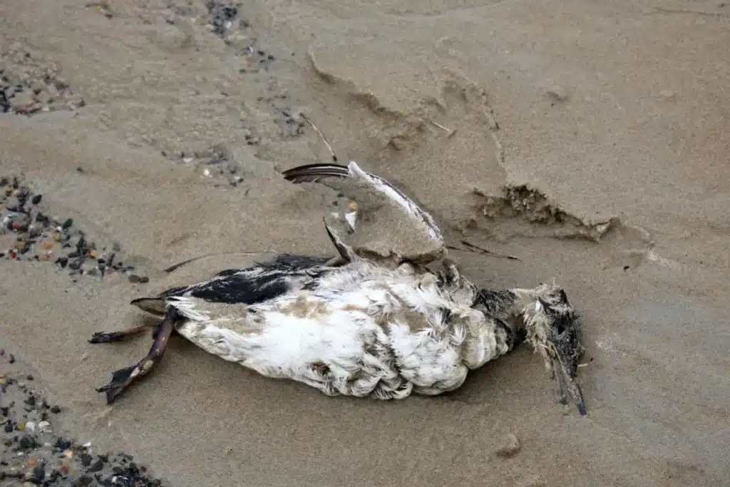 Hécatombe sur l’Atlantique : 25.000 oiseaux échoués, l’alerte monte