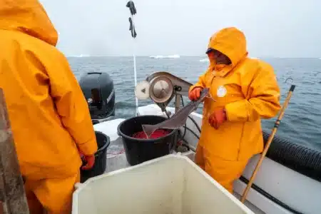 En Écosse, le chalutage de fond continue en secret malgré des promesses jamais tenues