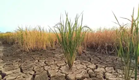 Toute cette pluie… et pourtant la sécheresse menace déjà cet été
