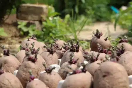 Pommes de terre germées, ail mou, oignons verts : danger caché ou faux débat ?