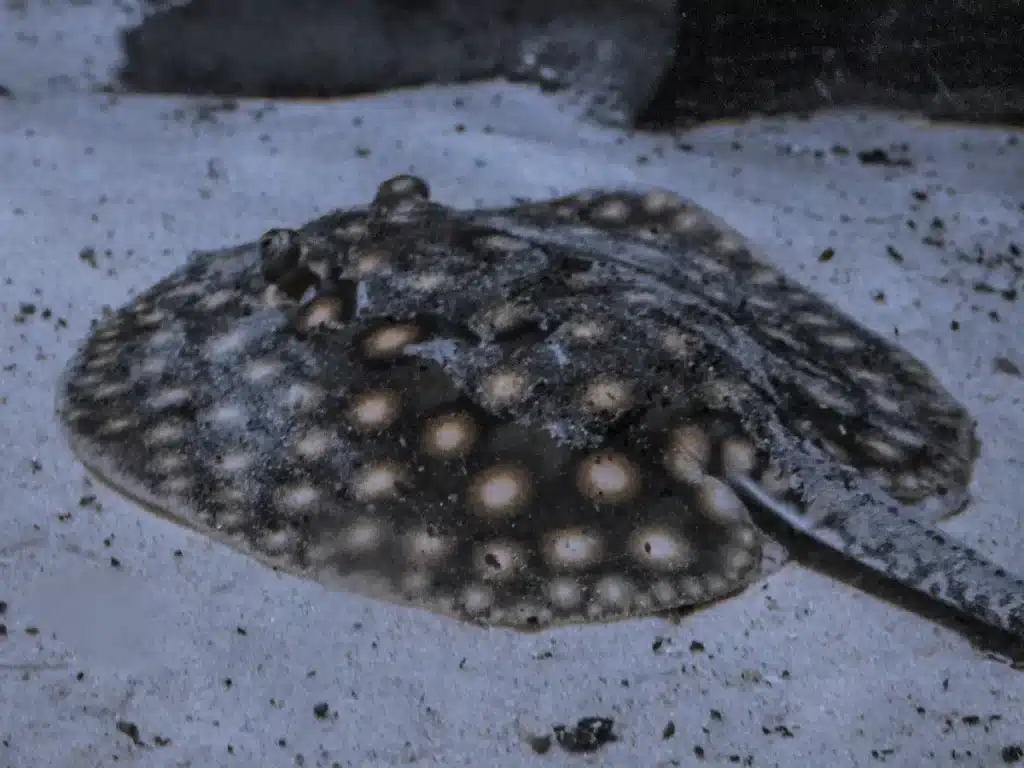 Ils n’en reviennent toujours pas : une raie de 100 kg surgit dans un simple ruisseau