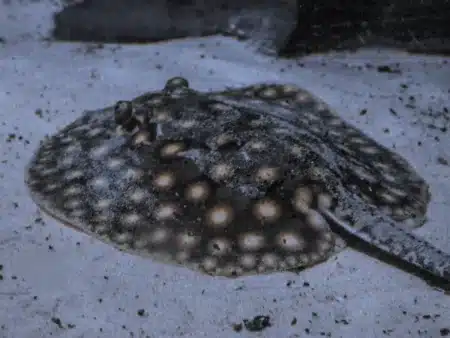 Ils n’en reviennent toujours pas : une raie de 100 kg surgit dans un simple ruisseau