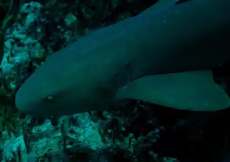 Filmée sous l’Antarctique, cette apparition rarissime d'un requin bouleverse tout