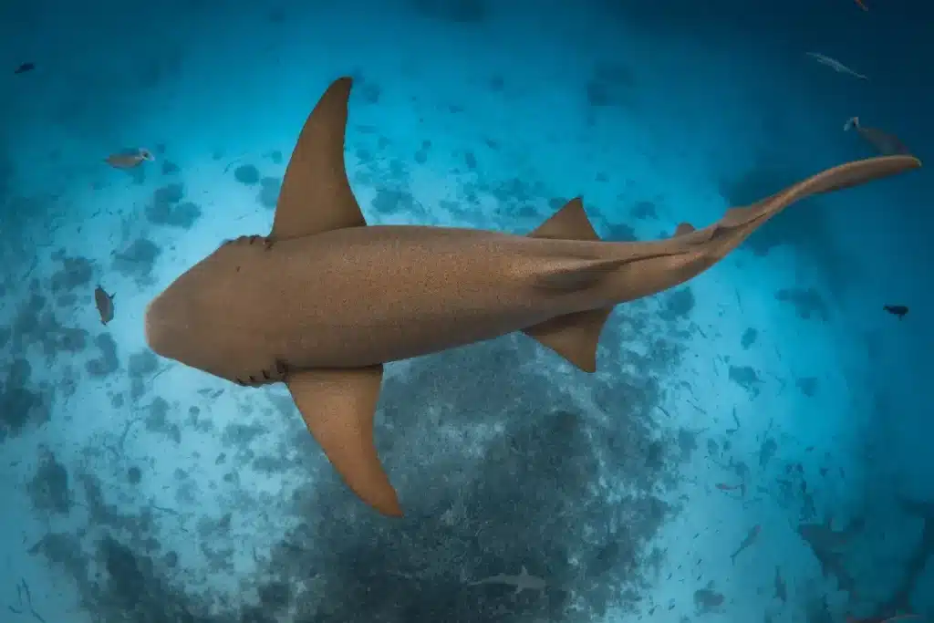 Une apparition glaçante : un requin dormeur surgit sous la glace antarctique