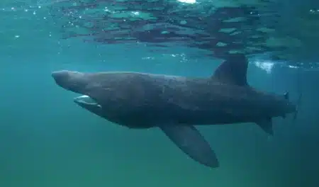 Panique ou fascination ? Un requin colossal filmé tout près d’une plage croate