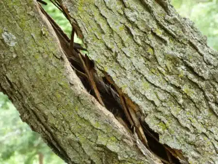 Pourquoi les États-Unis jettent volontairement 6 000 troncs dans leurs rivières depuis le ciel