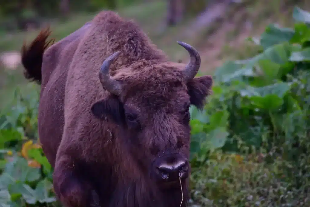 Oubliez les drones et les plantations massives : en Roumanie, ce sont des bisons qui reboisent les montagnes depuis 2014