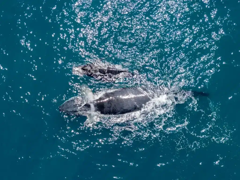 Des scientifiques filment pour la première fois une naissance de baleine : les autres femelles forment un cercle protecteur autour de la mère