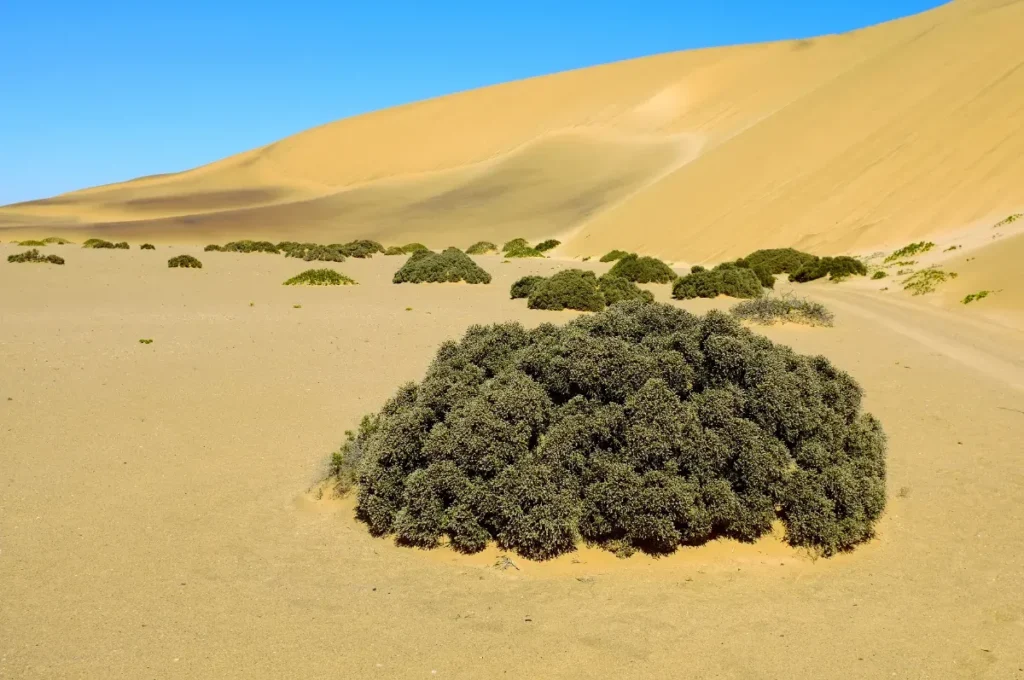 Ce pari fou de la Chine dans le désert de Gobi a retourné une terre morte en trésor climatique