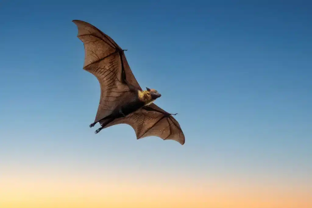Voir des chauves-souris la nuit chez vous ? Ce signe surprenant est en réalité une très bonne nouvelle