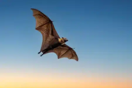 Voir des chauves-souris la nuit chez vous ? Ce signe surprenant est en réalité une très bonne nouvelle