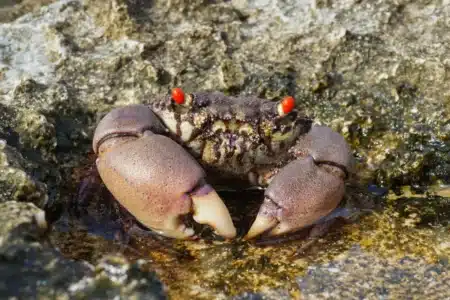 Ce crabe venu de Chine envahit nos rivières et dévore tout sur son passage
