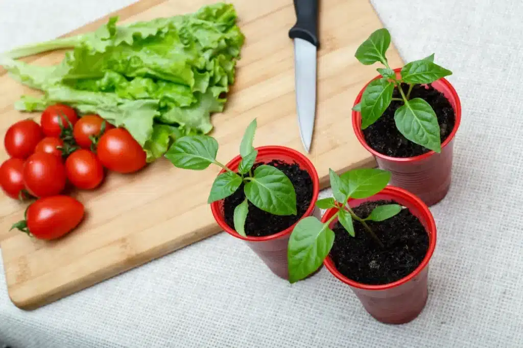Une seule tomate du supermarché suffit pour lancer votre potager : les maraîchers utilisent cette méthode depuis des années sans en parler