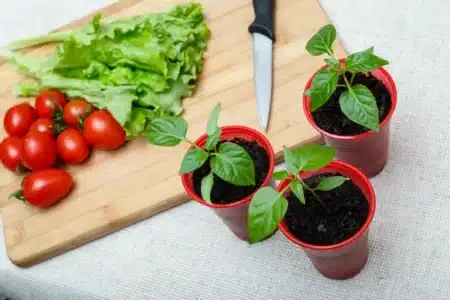 Une seule tomate du supermarché suffit pour lancer votre potager : les maraîchers utilisent cette méthode depuis des années sans en parler