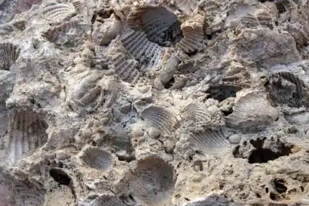 Incroyable découverte par une fillette de 8 ans : un fossile de reptile marin du Jurassique refait surface