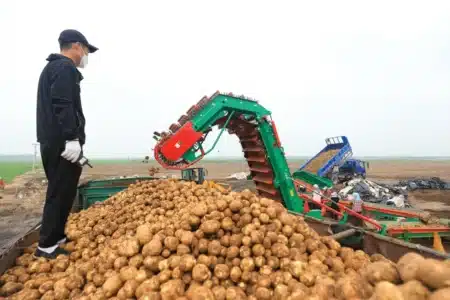 Un exploitant agricole berlinois préfère donner 4.000 tonnes de pommes de terre gratuitement alors que personne ne veut les acheter