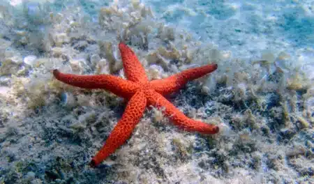 Des milliers d’étoiles de mer rejetées sur les plages : ce phénomène inquiète les scientifiques