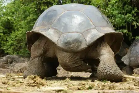 La mort de Gramma à 141 ans laisse un vide immense : la doyenne des tortues n’est plus