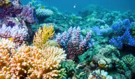 Elles cherchaient des coquillages, elles découvrent peut-être la plus grande colonie de corail du monde