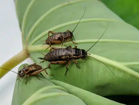 Pourquoi les grillons chantent dans votre jardin la nuit : ce que les entomologistes savent depuis 30 ans et que personne ne vous a jamais dit
