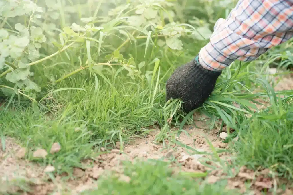 Votre massif de fleurs envahi d’herbe ? Cette méthode simple change tout au jardin