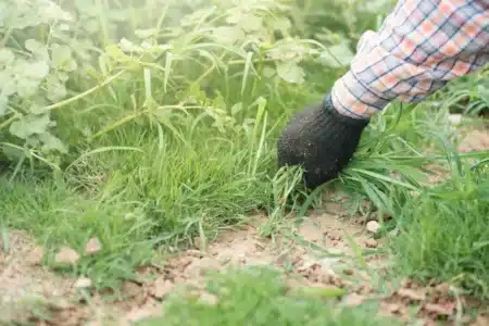 Votre massif de fleurs envahi d’herbe ? Cette méthode simple change tout au jardin