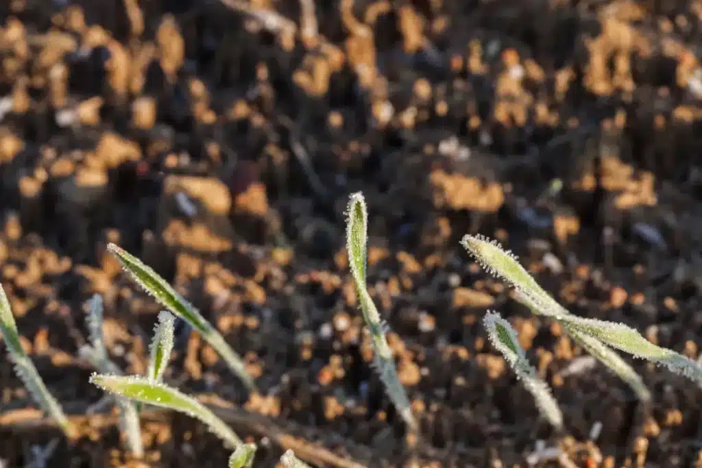Vous les négligez sûrement : ces 3 choses à faire absolument dans votre jardin en mars